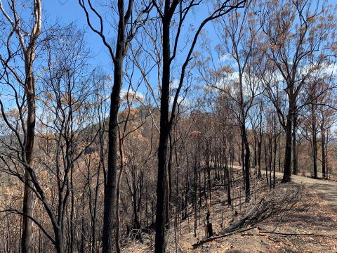 Bushfire-affected landscape in the Scenic Rim region