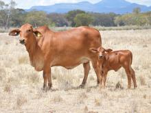 dcap-grazing