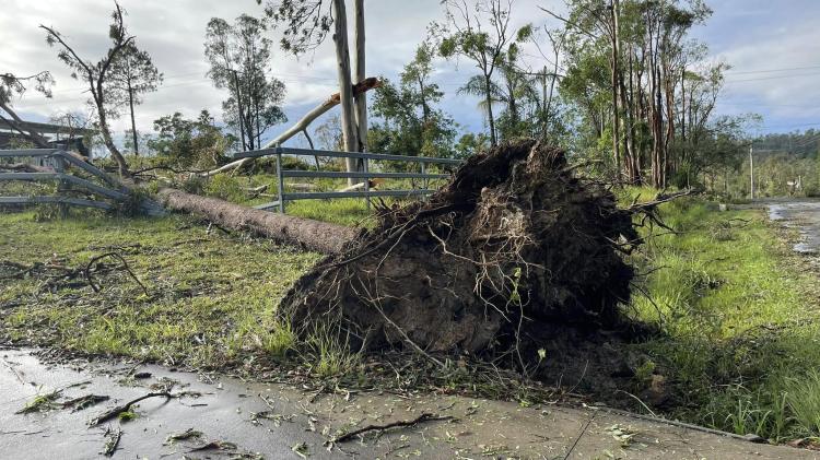 Uprooted tree Townsville