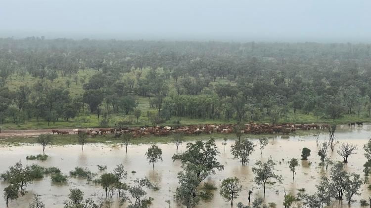 Stranded cattle in Burke Shire - March 2023