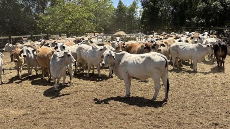 GRQ 2024 Livestock plan