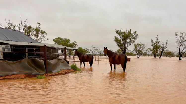 Emergency fodder support for flooded Western Queensland