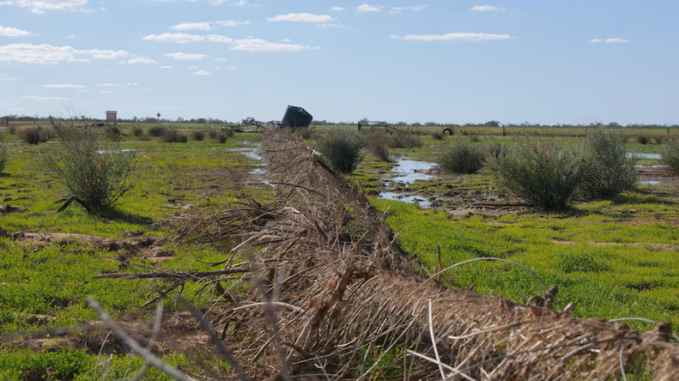 Damaged exclusion fence in Western Queensland
