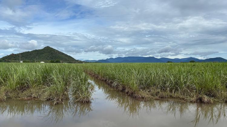 Flooded cane fields