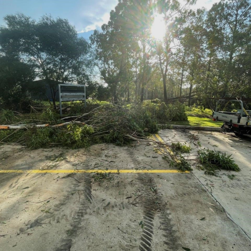 Many trees at Woodridge State High School were damaged by a wild tornado which struck in February 2022.