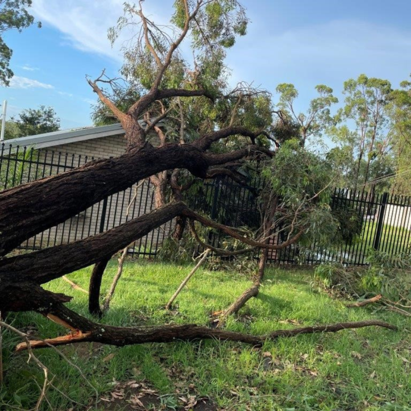 Trees knocked over by a tornado at Woodridge State High School in February 2022 damaged other structures including fences and buildings.
