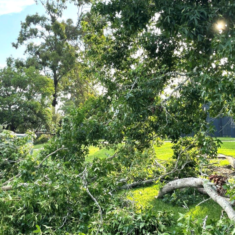 Large branches were torn from Woodridge State High School's beloved liquidambar tree during a tornado in February 2022.