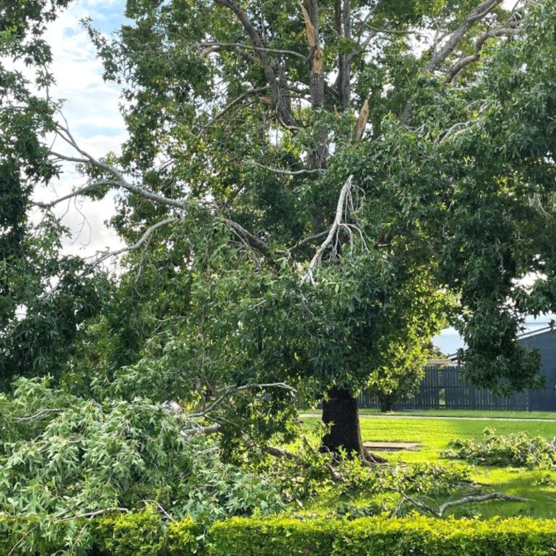 Woodridge State High School's much loved liquidambar tree sustained severe damage during a tornado in February 2022.