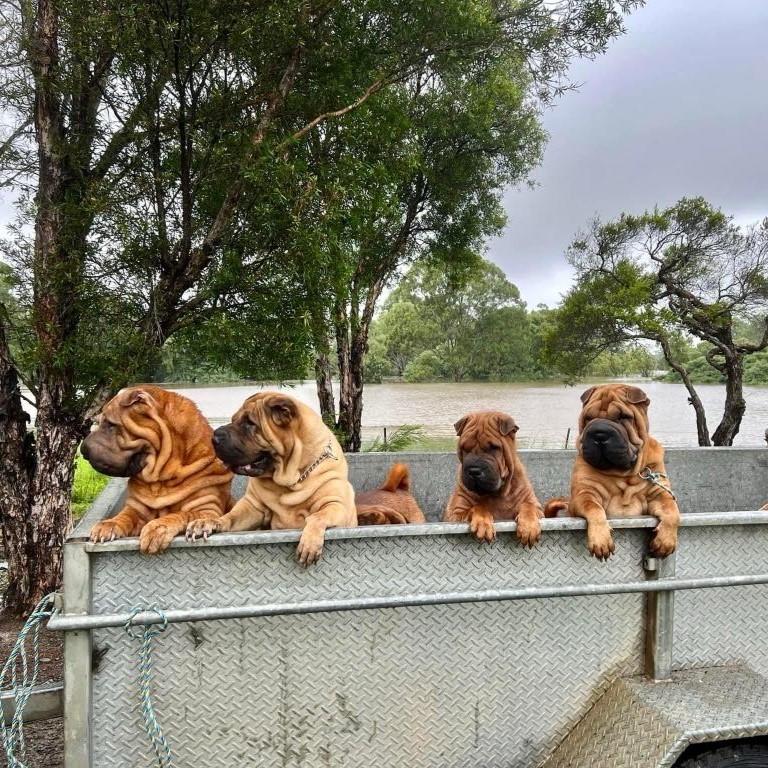 While floodwaters rose around him, Keith also had to relocate his eight show dogs to a neighbour’s shed on higher ground.