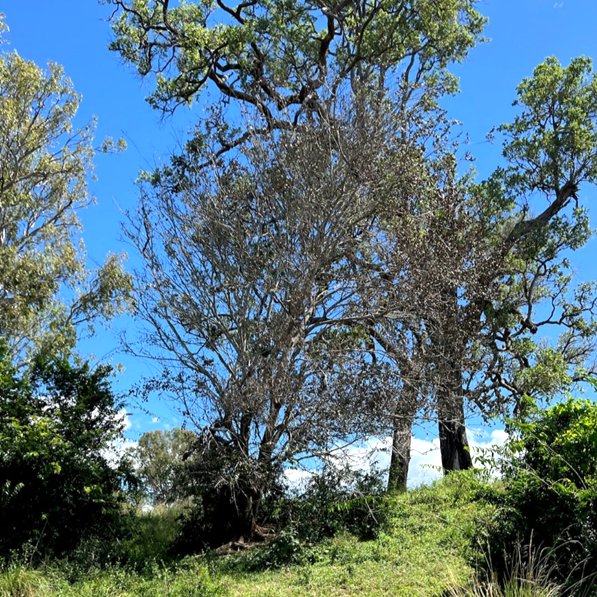 Chinese elm tree
