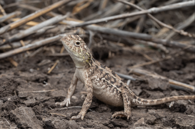 The Condamine Earless Lizard