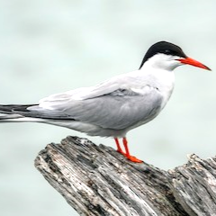 Common tern Gold Coast
