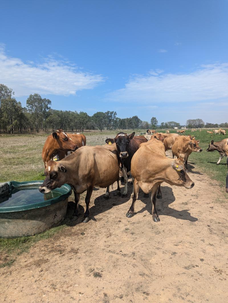 Daloram Dairy's happy herd