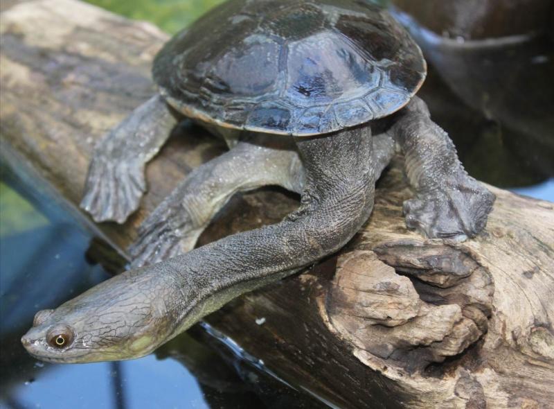 Turtle
