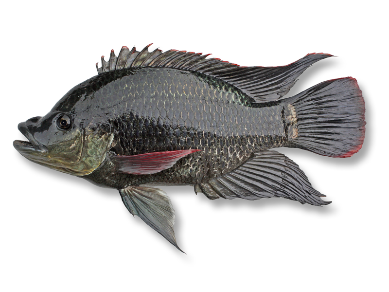Tialpia