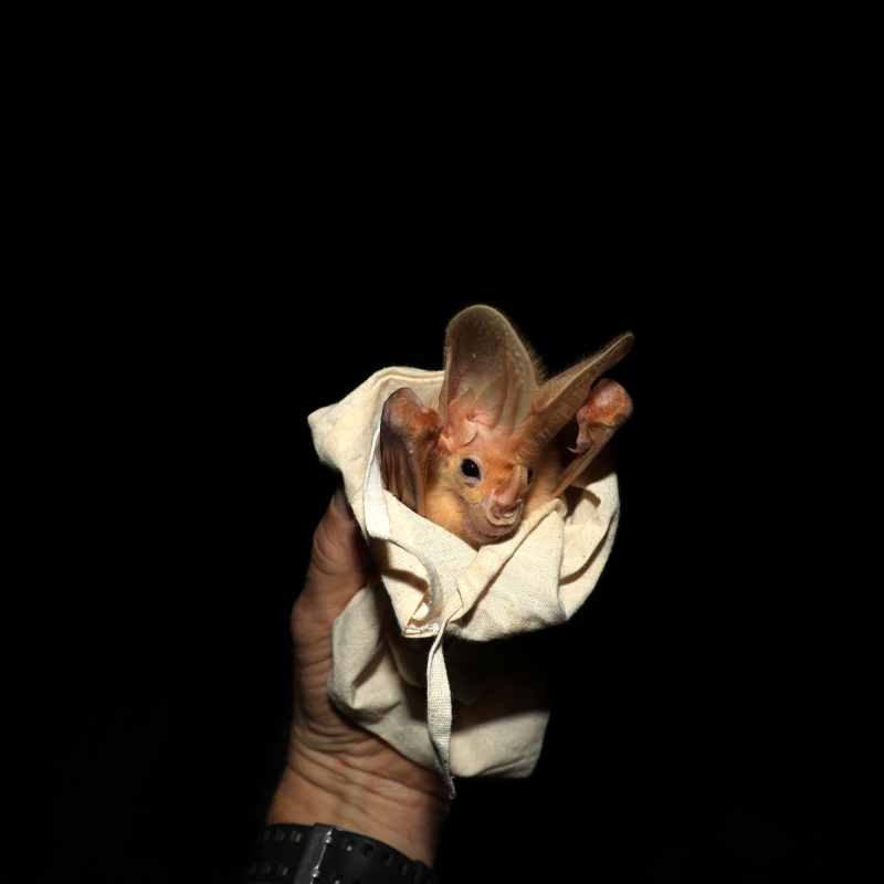 Ghost Bat