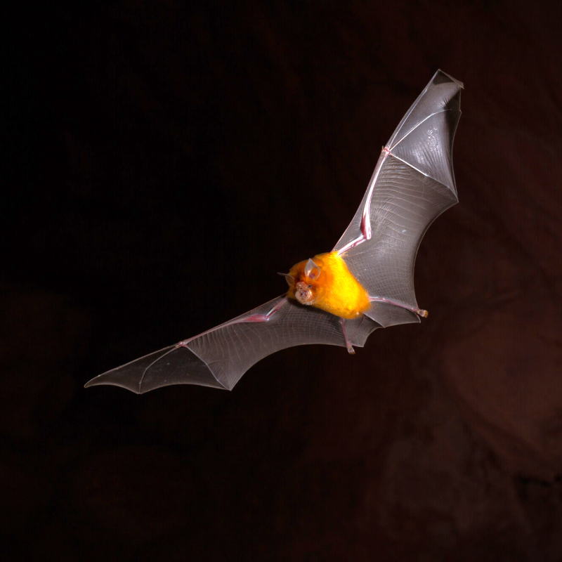 Orange Lead-nosed Bat