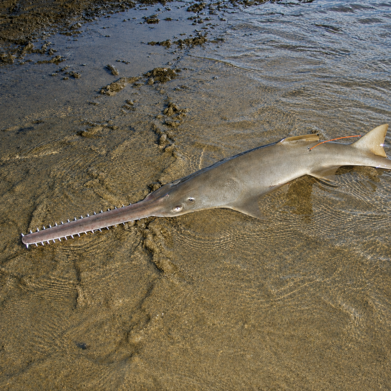 Sawfish