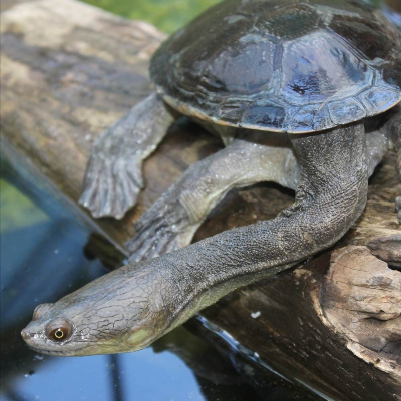 Snappin Turtles!