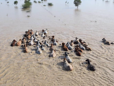 Cattle in flood waters