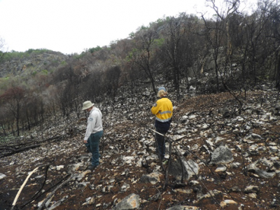 QPWS workers inspecting bushfire damage