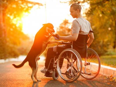 Man in wheel chair with dog and sunset in the background