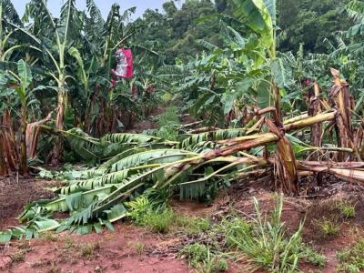 banana crop Cyclone Jasper (no copyright infringement is intended)