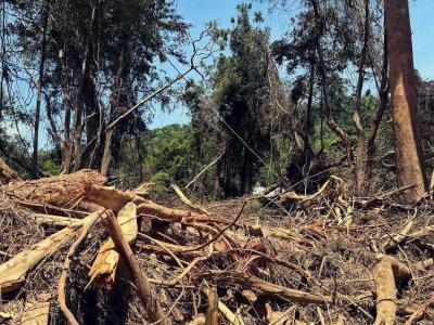 Degara tree debris