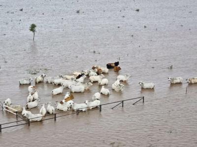 livestock and grazing recovery program - monsoon trough