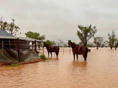 Emergency fodder support for flooded Western Queensland