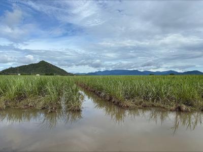 Flooded cane rows - lower Herbert - Credit DPI and QBFP