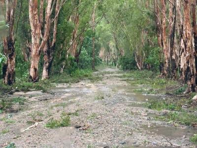 Wallaby Point Road Palm Island North Qld Tropical Low2025