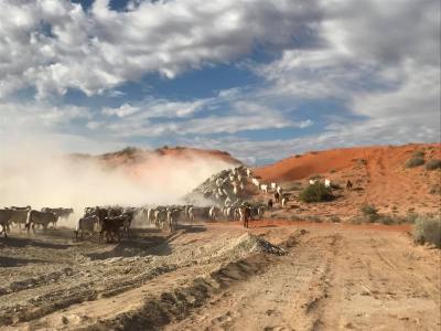 Stranded stock in Diamantina - 2nd April 2025